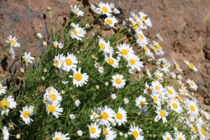 Magarza o margarita del Teide (Argyranthemum tenerifae) florecida sobre el malpaís/ Aceytuno