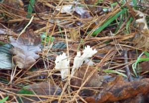 Clavulina rugosa emergiendo entre la pinocha / Aceytuno