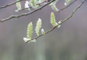 Flores de un color verdegay del sauce blanco (Salix alba) / Aceytuno