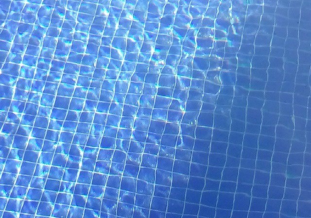 ¿Sabías que el escarabajo buceador soporta el cloro del agua de la piscina?