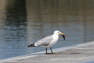 Gaviota con estrella en el pico / Aceytuno