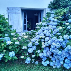 Hortensias azules en la ventana de la cocina / Aceytuno