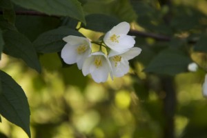 Celinda o cinamomo, blanco, discreto, oloroso. Sus hojas se pegan un poco a los dedos cuando te llevas un ramo / Aceytuno