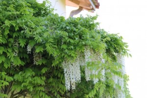 Glicinia blanca florecida sobre una  puerta de entrada / Aceytuno