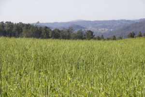 Cereal todavía verde con paisaje de pinar al fondo tapando la ría / Aceytuno