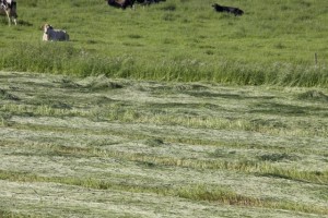 Vacas y campo segado / Aceytuno