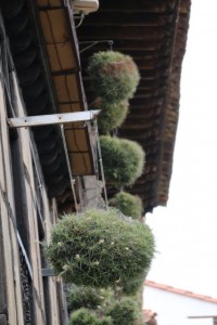 Hierbas del aire en Santillana del Mar / Aceytuno