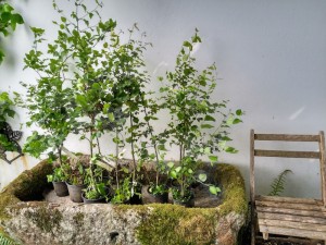 Brinzales de hayas y de abedules que me regalaron para plantar en casa en el Vivero Borrazás y que aún no he decido dónde ponerlos. ¡Qué decisión! Al no moverse después, quizás, con suerte, ¡en siglos!