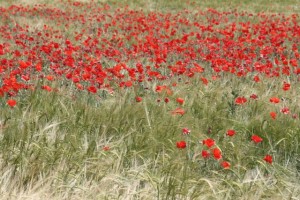 Amapolas, las más arvenses de todas.