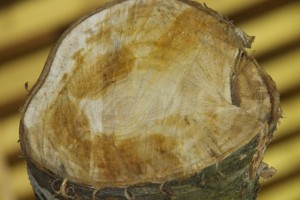 Cerna / Aceytuno