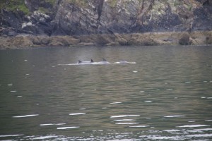 Los vimos de lejos cerca de las bateas / Aceytuno