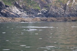 Cría de delfin cerca del acantilado / Aceytuno