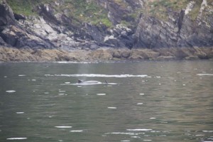 Delfín con cría acantilado