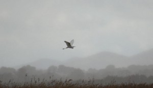 Garza volando con el cuello entre los hombros sobre las tablas de Daimiel / Aceytuno