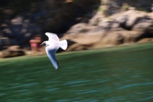 Gaviota reidora en vuelo, ayer por la tarde. Me encanta el color gris dela punta de las alas / Aceytuno