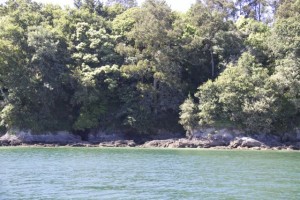 Los árboles llegan hasta la orilla de la ría como si no supieran muy cuál es su papel si de costa marinera o de monte / Aceytuno