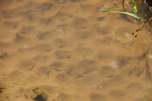 En cada depresión, a uno, dos incluso cuatro o cinco renacuajos. Estos son más claros, grandes y pardos que los del charco nº 2. Es curioso porque se diría que estuvieron esperando ambas especies a que pasara el tractor y llegara el agua. ¿Qué hubiera sido de esta suerte de guardería, si no? / Aceytuno