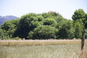 Camino de mi casa por los campos de hierba con" el bosque que hice", según dicen mis vecinos, al fondo / Aceytuno