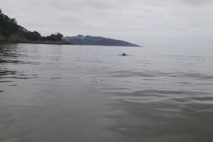 Delfin con su aleta asomando por el agua de estaño / Aceytuno