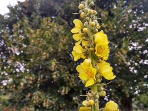 Gordolobo (Verbascum spsp.) / Instagram @aceytunos