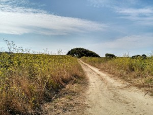 Eneldos florecidos y sabinas por el camino / Aceytuno