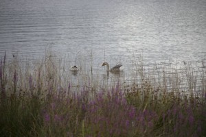 Ánsares en Cecebre / Aceytuno