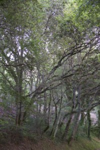 Fraga de Cecebre a la orilla del tren / Aceytuno