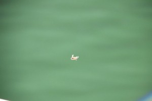 IMG_9631