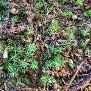 Musgos del género Polytrichum tapizando, entre los amentos caídos, las raíces del castaño ; agosto 2016 / Aceytuno