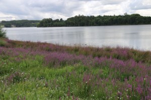 Salicaria florecida a la orilla del embalse de Cecebre, agosto 2016 / Aceytuno