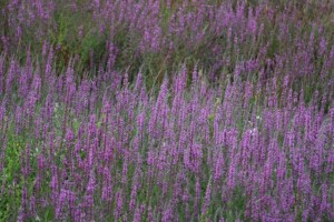 Varas florecidas de salicaria (Lythrum salicaria) / Aceytuno