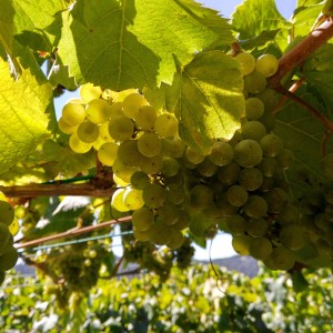 Racimo de uva albariño donde ya se transparente al Sol la pepita / Aceytuno/ Viña DO Ferreiros, 29-8-2016