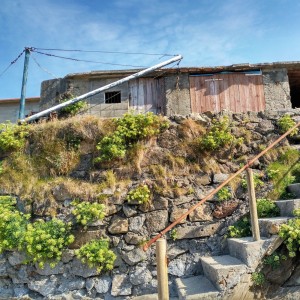 Escalera de las casetas donde los marineros guardan los barcos, florecida de hinojo marino / Agosto 20016 / Aceytuno