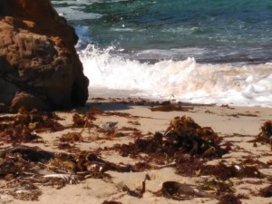 Laminarias en la playa / Septiembre 2016 / Aceytuno