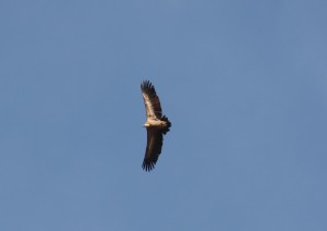 Buitre leonado (Gyps fulvus) / Aceytuno