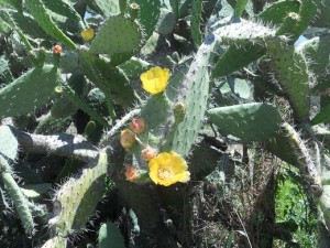 Chumbera o tuna florecida , planta saurocora que dispersa sus semillas por saurocoria / Aceytuno