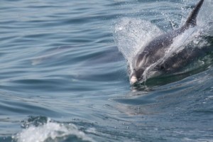Delfín mular (Tursiops truncatus) / Especie pelágica / Aceytuno