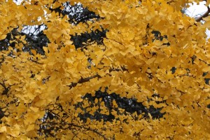 Ginkgo biloga en otoño / Aceytuno