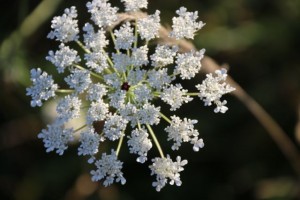 Flor de zanahoria silvestre el 30-8-2016 / Aceytuno