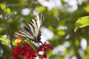 Podalirio sobre las flores de una lantana / Septiembre 2016/ Aceytuno