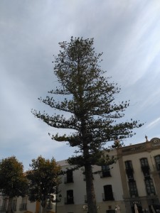 Cerote (Araucaria heterophylla) de Nerja (Málaga) / Aceytuno