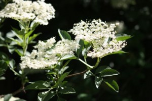 Flores en umbela del sáuco en primavera / Aceytuno