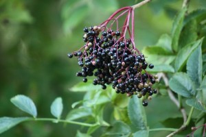 Frutos de saúco (Sambucus spsp.) / Aceytuno