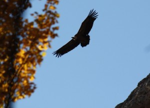 Buitre leonado en otoño / Aceytuno