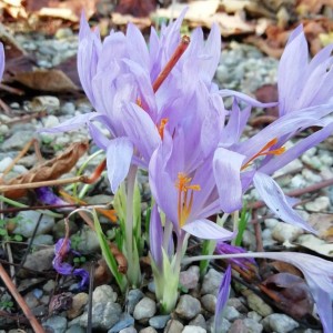 Colchicum autumnale en la grava de casa. Noviembre 2018 / Aceytuno