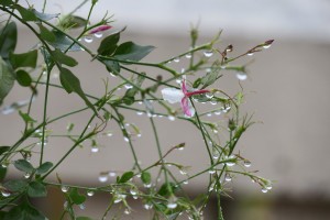 Jazmín bajo la lluvia / Aceytuno / Noviembre 2016