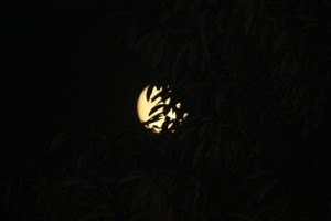 Luna y hojas de castaño / Aceytuno