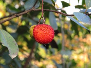 Fruto del madroño / Gonzalo del Río