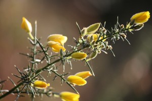 Tojo de corola papilionada con sus flores aún sin abrir / Aceytuno