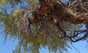 Ramas de acacia vistas desde su sombra, con el fruto y las espinas, diciembre 2016, desierto del Namib, Namibia / Aceytuno